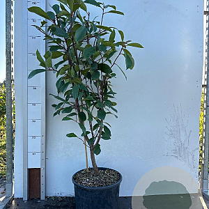 Photinia fraseri 'Red Robin' 80-100 cm 10L