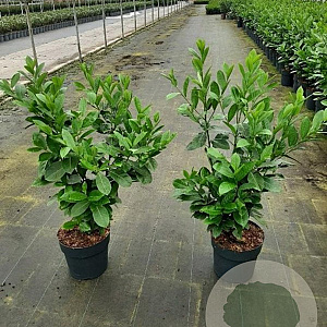 Prunus I. 'Rotundifolia' 80-100 cm 10L