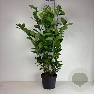 Prunus I. 'Rotundifolia' 80-100 cm 10L