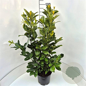 Prunus I. 'Rotundifolia' 80-100 cm 10L