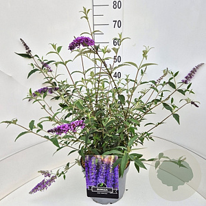 Buddleja d. 'Empire Blue' 60-80 cm 10L