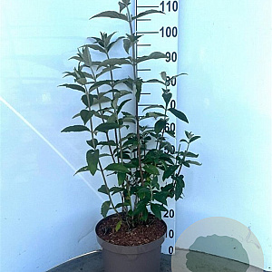 Buddleja d. 'Empire Blue' 60-80 cm 10L