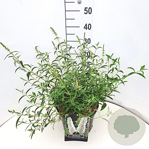 Buddleja d. 'White Profusion' 40 cm 10L