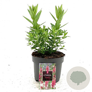 Lythrum sal. 'Robert' GM 2,0L