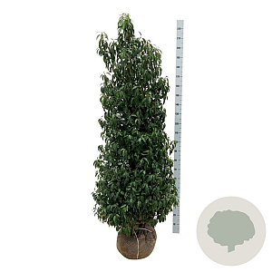 Prunus l. 'Angustifolia' 175-200 cm met kluit extra