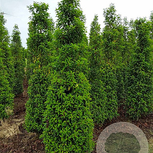 Prunus l. 'Angustifolia' 225-250 cm met kluit