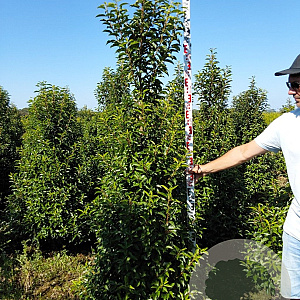 Prunus l. 'Angustifolia' 225-250 cm met kluit
