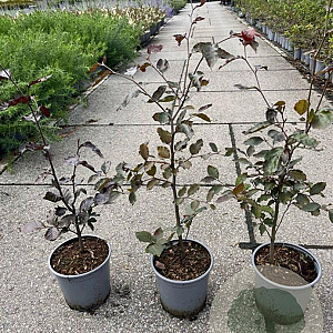 Fagus syl. 'Atropunicea' 40-60 cm 2,0L