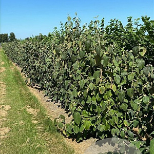 Viburnum lantana 80-120 cm 2,0L