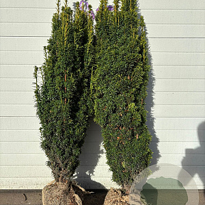 Taxus b. 'David' 100-125 cm met kluit