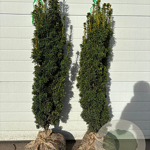 Taxus b. 'David' 100-125 cm met kluit