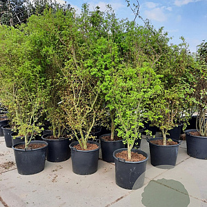 Acer palmatum 250-300 cm container meerstammig