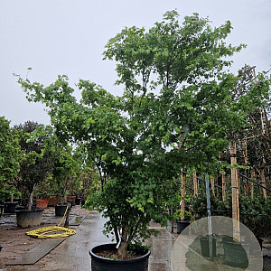 Acer palmatum 300-350 cm container solitair