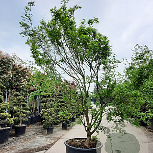 Acer palmatum 350-400 cm container meerstammig