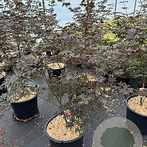 Acer pal. 'Bloodgood' 100-125 cm 30L