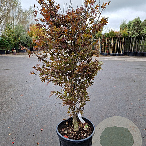 Acer pal. 'Bloodgood' 100-125 cm 30L