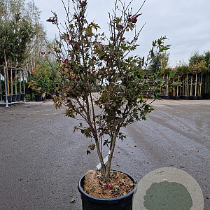 Acer pal. 'Bloodgood' 100-125 cm cont. 130L meerstammig