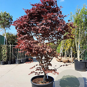 Acer pal. 'Bloodgood' 200-250 cm container solitair
