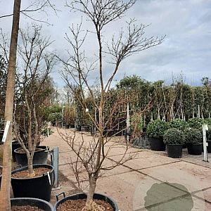 Acer pal. 'Bloodgood' 200-250 cm container solitair