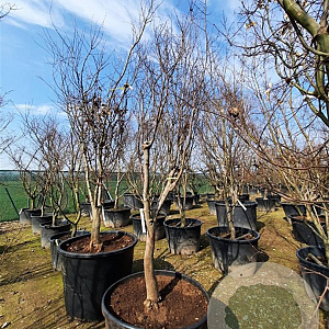 Acer pal. 'Bloodgood' 200-250 cm container solitair