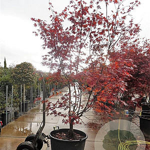 Acer pal. 'Bloodgood' 200-250 cm container solitair