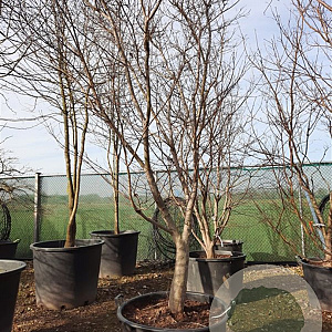 Acer pal. 'Bloodgood' 250-300 cm container Multistam