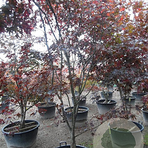 Acer pal. 'Bloodgood' 250-300 cm container Multistam