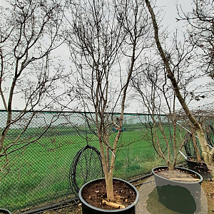 Acer pal. 'Bloodgood' 350-400 cm container solitair 2-3 tak