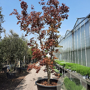 Acer pal. 'Bloodgood' 350-400 cm container solitair 2-3 tak