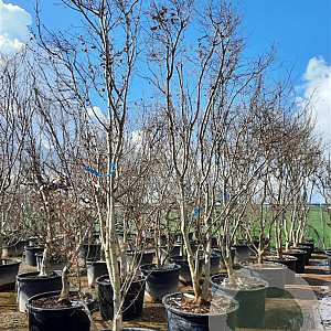 Acer pal. 'Bloodgood' 350-400 cm container solitair 2-3 tak