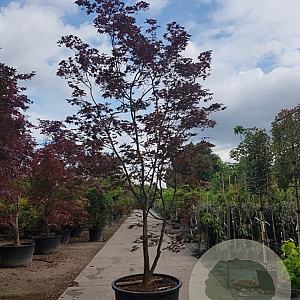 Acer pal. 'Bloodgood' 350-400 cm container solitair 2-3 tak