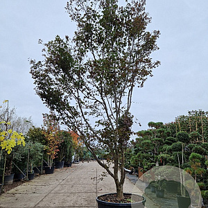 Acer pal. 'Bloodgood' 400-450 cm container meerstammig solitair