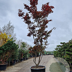 Acer pal. 'Bloodgood' 400-450 cm container meerstammig solitair