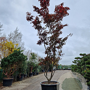 Acer pal. 'Bloodgood' 400-450 cm container meerstammig solitair