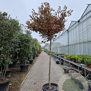 Acer pal. 'Fireglow' 180 cm stam container 14-16