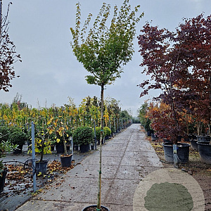 Acer pal. 'Orange Dream' 180 cm stam 25L 8-10