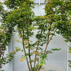 Acer pal. 'Sangokaku' 175-200 cm container meerstammig