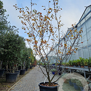 Amelanchier can. 'October Flame' 200-250 cm cont. 90L meerstammig
