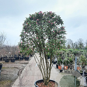 Camellia sasanqua 250-300 cm container paraplu