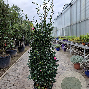 Camellia sasanqua 150-175 cm 30L