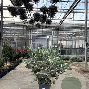 Kalanchoe beharensis 40-50 cm 9L