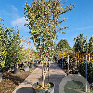 Lagerstroemia indica 300-350 cm container meerstammig