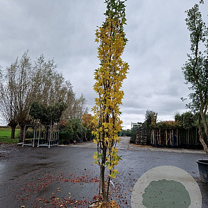 Liquidambar s. 'SlenderSilhouette' 350-400 cm cont. 70L