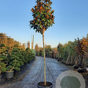 Magnolia grand. 'Galissonnière' 200 cm stam container 14-16 hoge lei