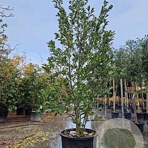 Magnolia soulangeana 250-300 cm cont. 230L