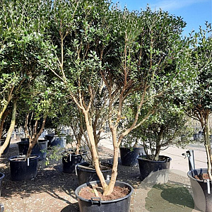 Osmanthus heterophyllus 250-300 cm container paraplu