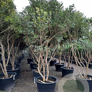 Osmanthus heterophyllus 250-300 cm container paraplu