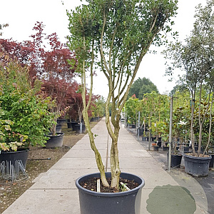 Osmanthus heterophyllus 250-300 cm container paraplu