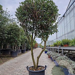 Osmanthus heterophyllus 160-180 cm container solitair