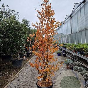 Parrotia persica 'Vanessa' 250-300 cm cont. 70L meerstammig